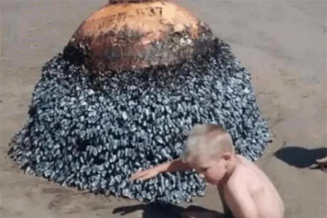 Cậu bé vô tình tìm thấy 'hòn đá kỳ lạ' trên bãi biển, chuyên gia giật mình: Gia đình cậu đã đối mặt với tử thần! - Ảnh 1.
