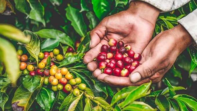 Giá cà phê hôm nay 6/3: Vượt mốc 86.000 đồng/kg, nông dân lãi đậm hơn 200 triệu đồng/ha cà phê - Ảnh 1.