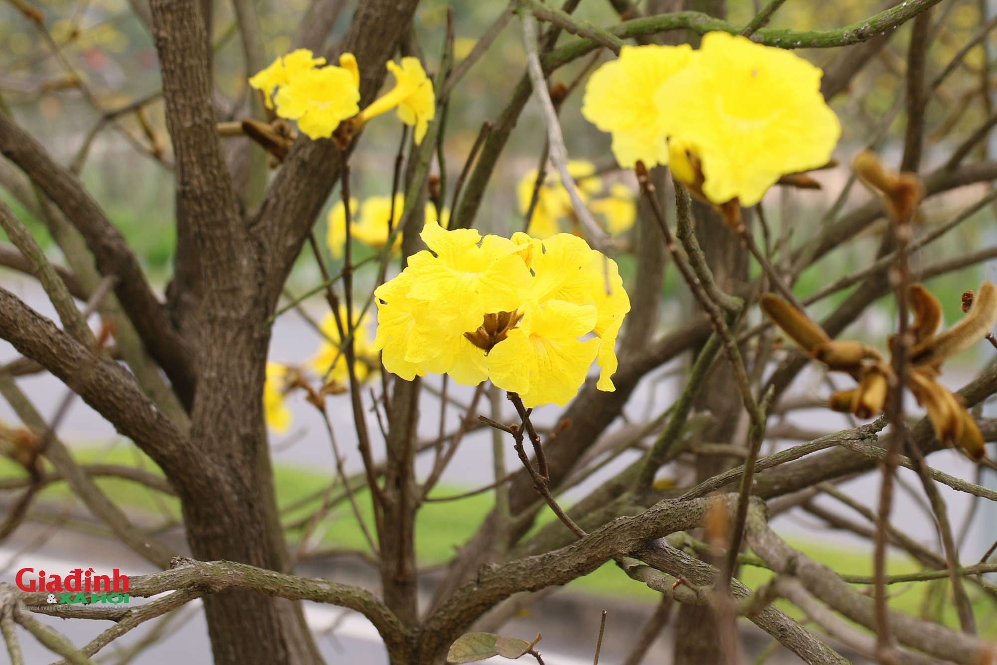 Chị em ‘phát sốt’ với con đường hoa Phong Linh vàng rực ở Hà Nội  - Ảnh 6.