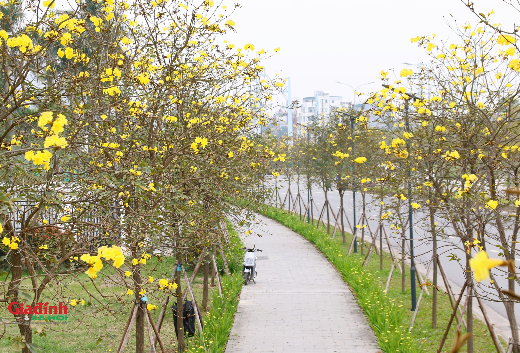 Chị em ‘phát sốt’ với con đường hoa Phong Linh vàng rực ở Hà Nội  - Ảnh 8.