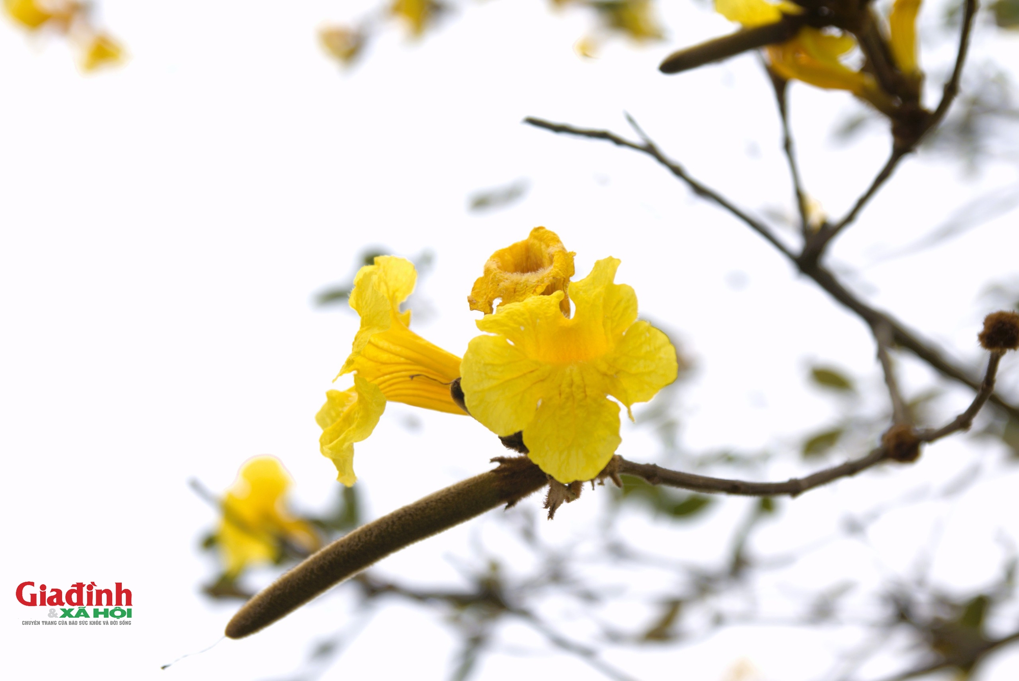 Chị em ‘phát sốt’ với con đường hoa Phong Linh vàng rực ở Hà Nội  - Ảnh 10.