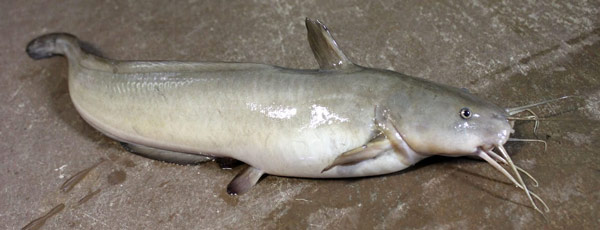 Một loài cá khác giống hệt cá trê, ăn ngon nhưng nếu bị ngạnh đâm có thể gây nguy kịch- Ảnh 1.