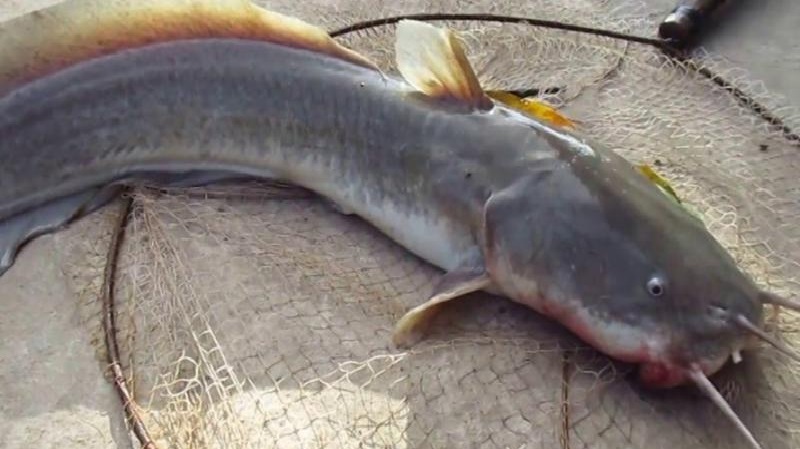 Một loài cá khác giống hệt cá trê, ăn ngon nhưng nếu bị ngạnh đâm có thể gây nguy kịch- Ảnh 3.