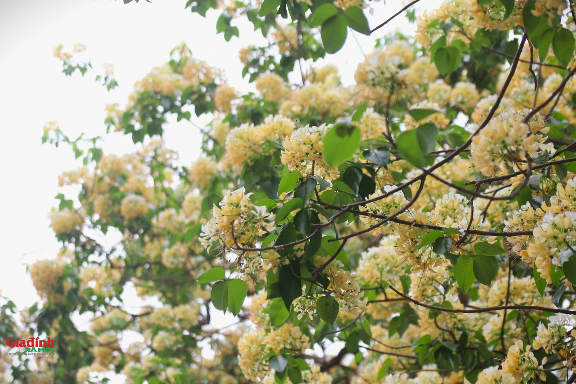 Cây hoa bún 300 tuổi bung nở vàng rực, người dân Hà Nội thích thú 'check in'- Ảnh 9.