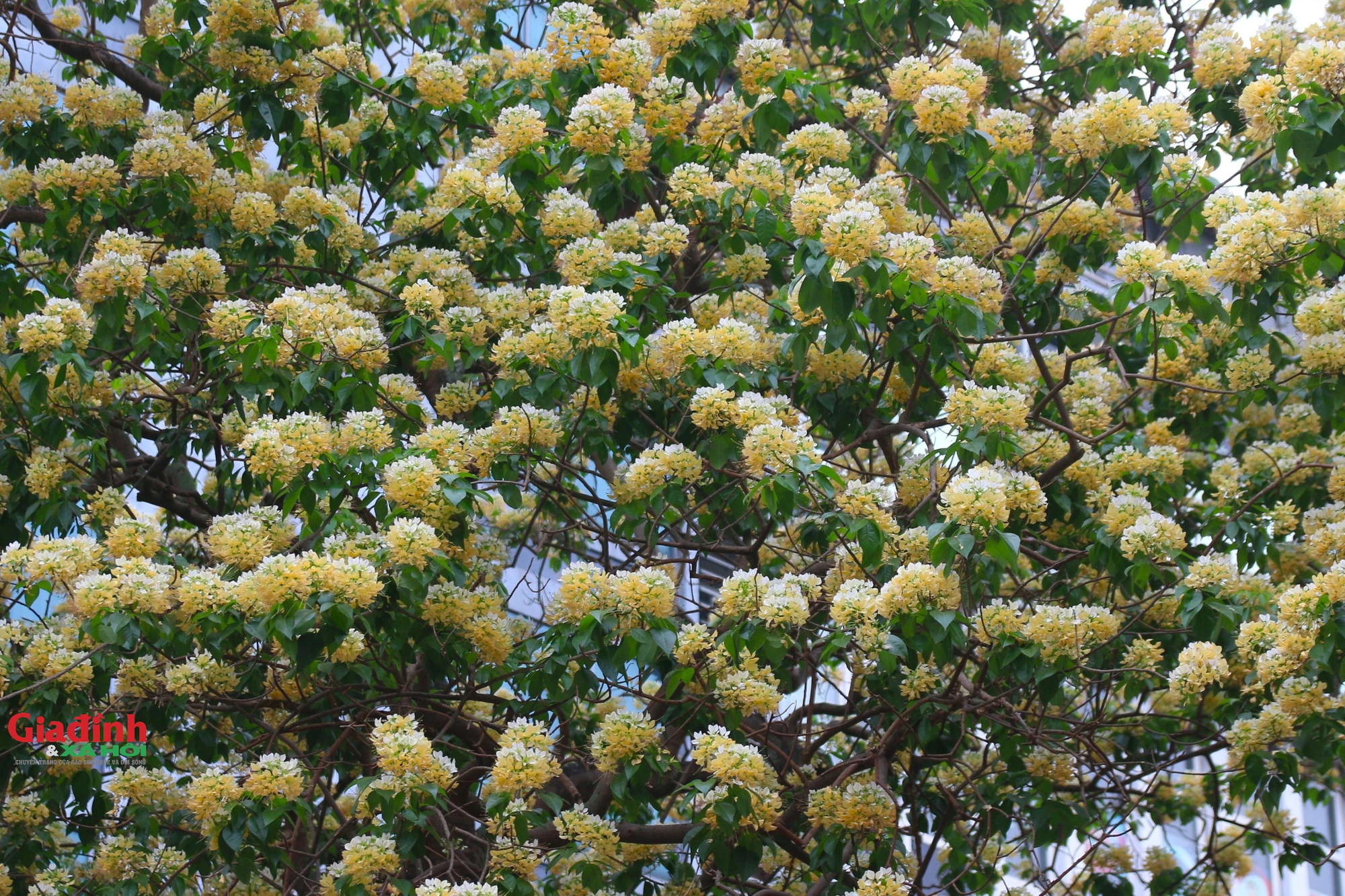 Cây hoa bún 300 tuổi bung nở vàng rực, người dân Hà Nội thích thú 'check in'- Ảnh 3.