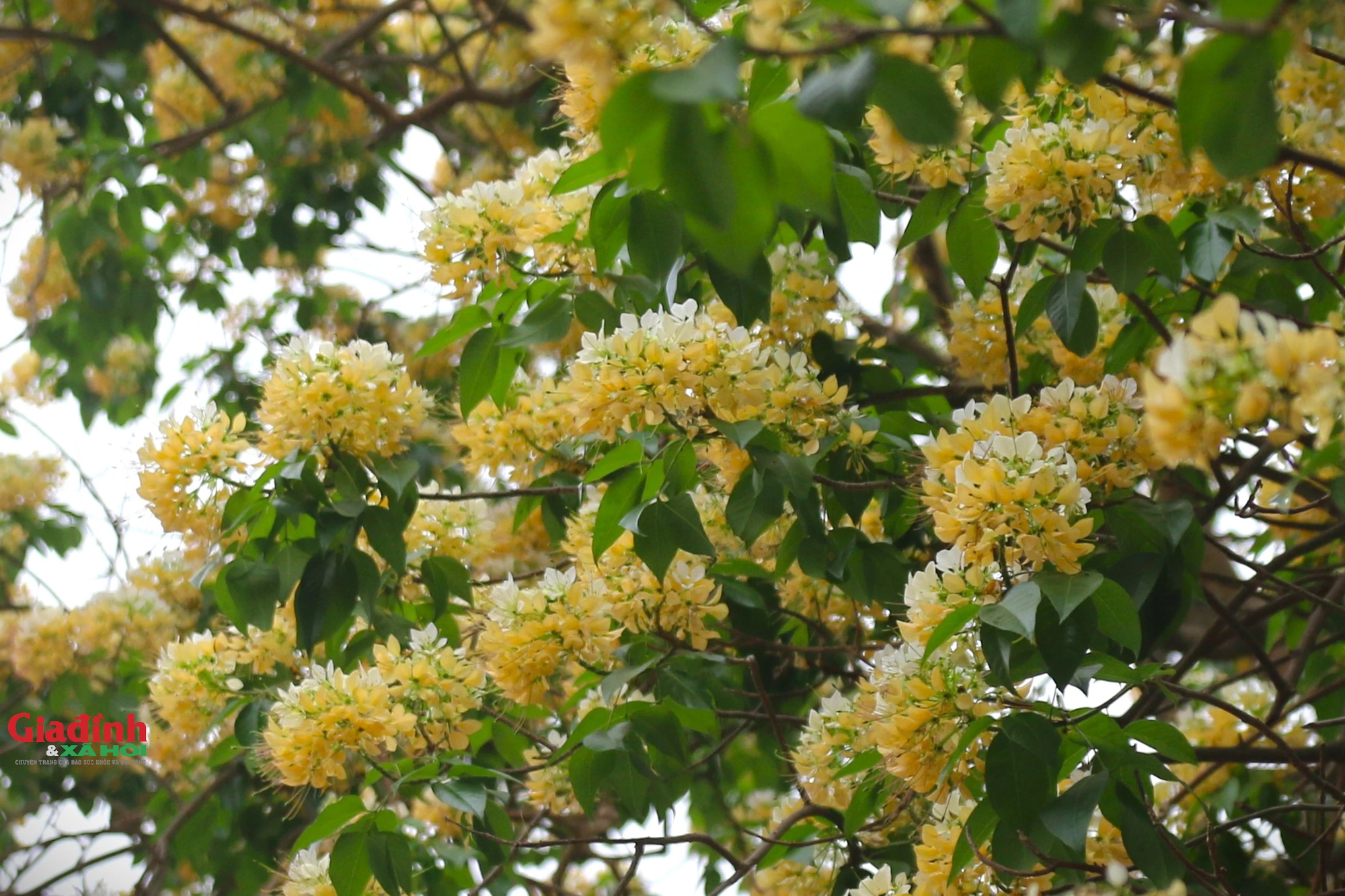 Cây hoa bún 300 tuổi bung nở vàng rực, người dân Hà Nội thích thú 'check in'- Ảnh 2.