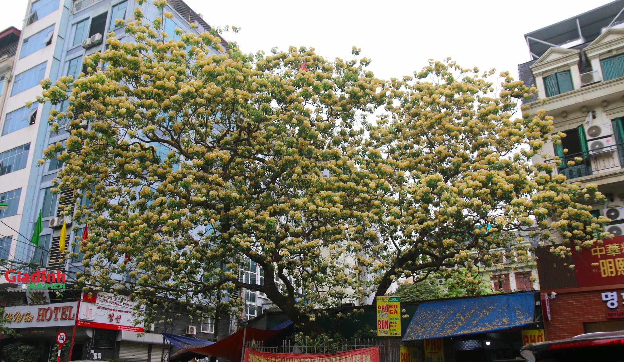 Cây hoa bún 300 tuổi bung nở vàng rực, người dân Hà Nội thích thú 'check in'- Ảnh 7.