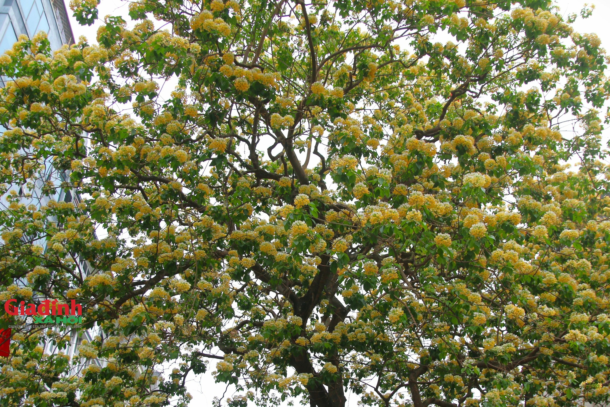 Cây hoa bún 300 tuổi bung nở vàng rực, người dân Hà Nội thích thú 'check in'- Ảnh 11.