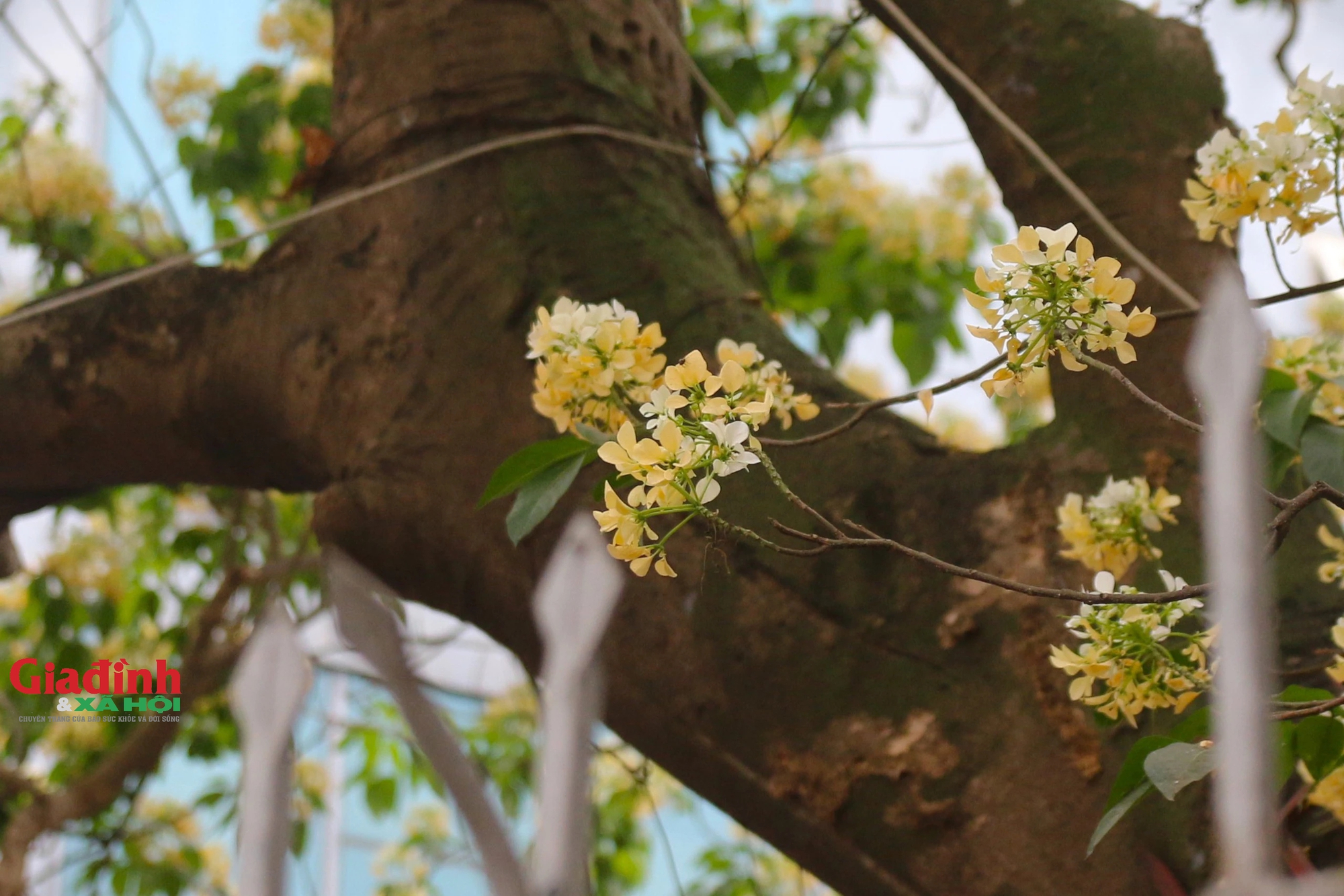 Cây hoa bún 300 tuổi bung nở vàng rực, người dân Hà Nội thích thú 'check in'- Ảnh 12.