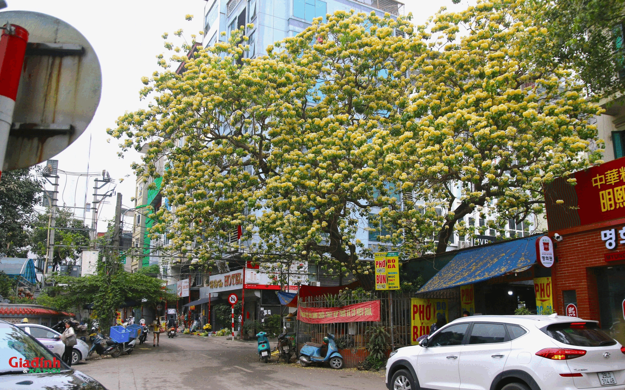 Cây hoa bún 300 tuổi bung nở vàng rực, người dân Hà Nội thích thú "check in"