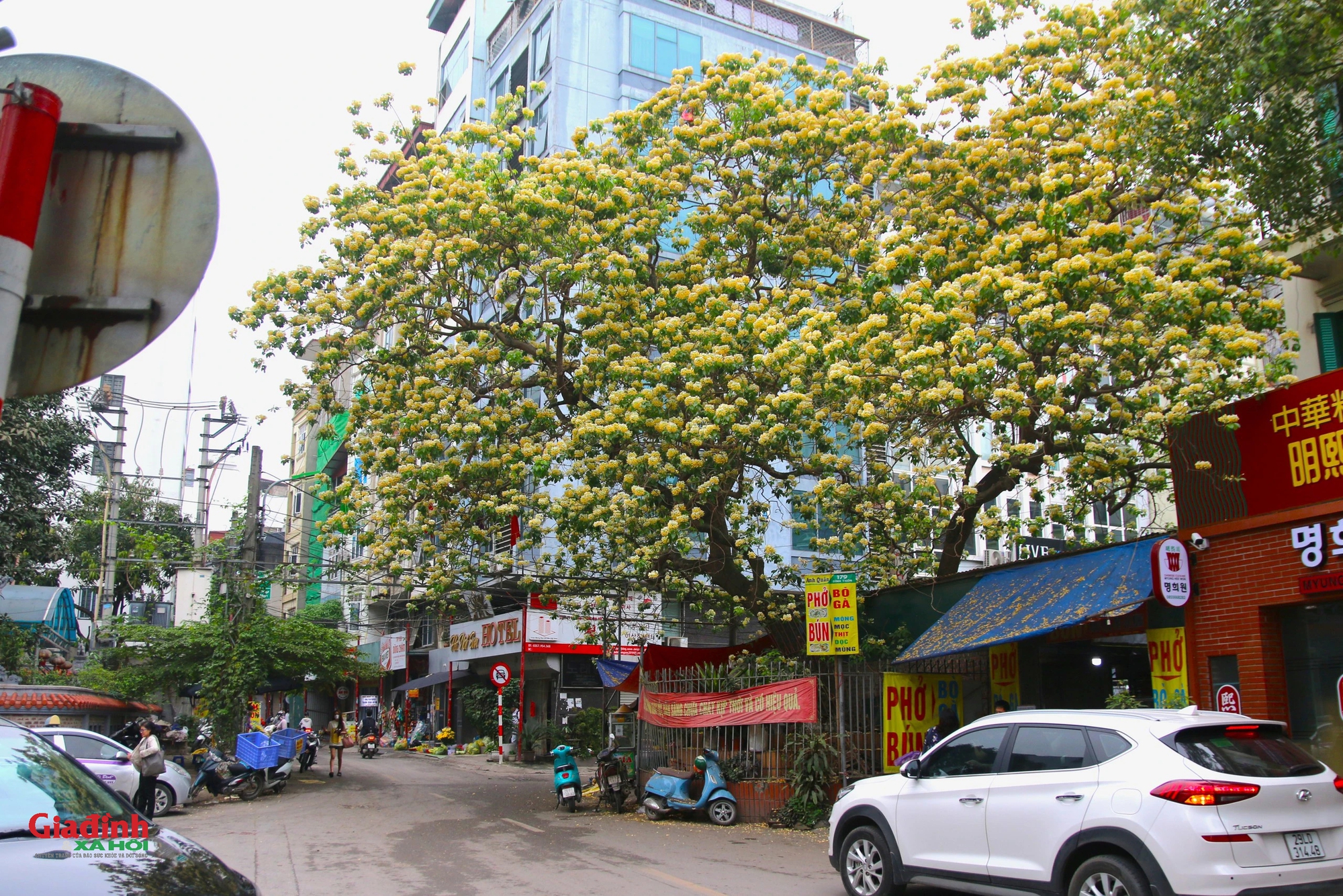 Cây hoa bún 300 tuổi bung nở vàng rực, người dân Hà Nội thích thú 'check in'- Ảnh 1.