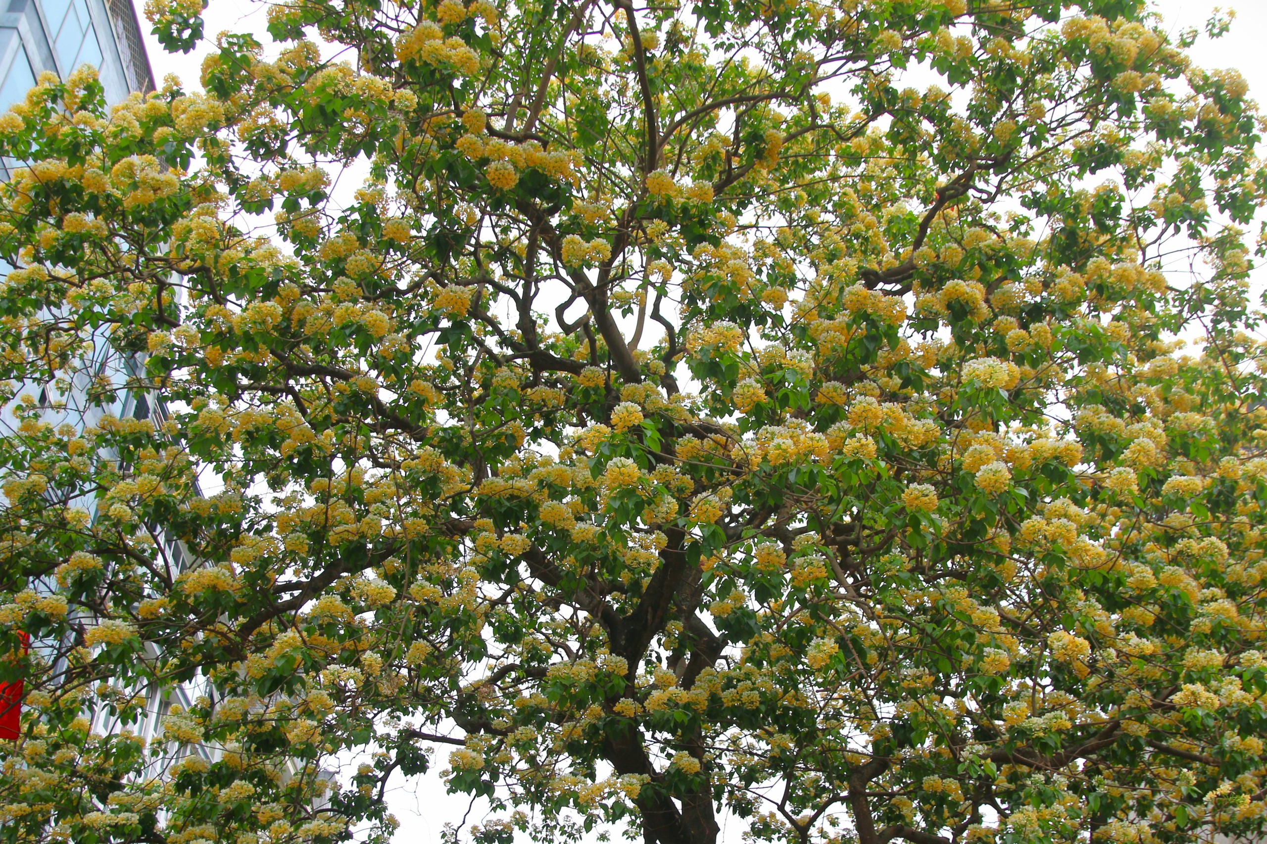 Cây hoa bún 300 tuổi bung nở vàng rực, người dân Hà Nội thích thú 'check in'- Ảnh 8.