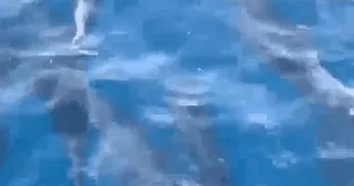 Đàn cá heo hơn 100 con bơi tung tăng trên vùng biển Phú Yên