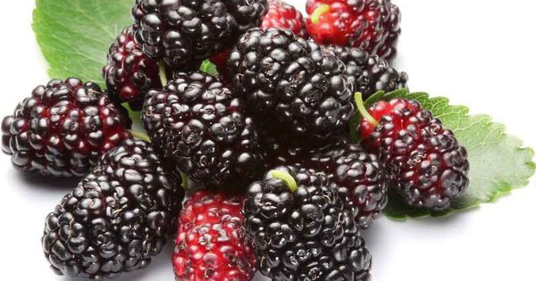 7 điều ki&ecirc;ng kỵ khi ăn quả d&acirc;u tằm