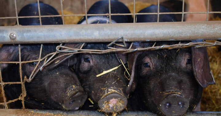 Bể phốt ở trại lợn Trung Quốc tỏa khí độc khiến 7 người tử vong - Ảnh 1.