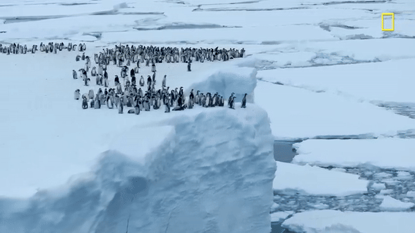 Hàng trăm chú chim cánh cụt nhảy từ vách băng cao 15m, cảnh tượng chưa từng có được ghi lại khiến nhiều người đau lòng - Ảnh 4.
