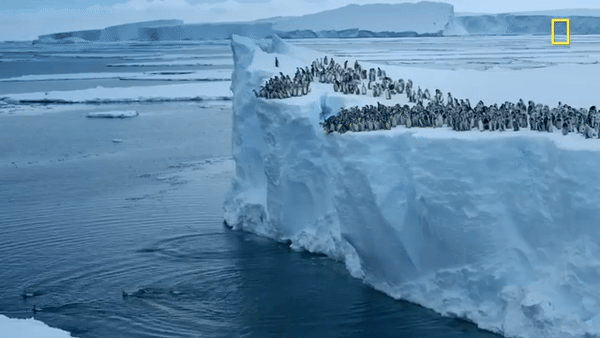 Hàng trăm chú chim cánh cụt nhảy từ vách băng cao 15m, cảnh tượng chưa từng có được ghi lại khiến nhiều người đau lòng - Ảnh 3.