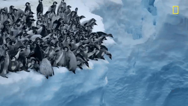 Hàng trăm chú chim cánh cụt nhảy từ vách băng cao 15m, cảnh tượng chưa từng có được ghi lại khiến nhiều người đau lòng - Ảnh 2.
