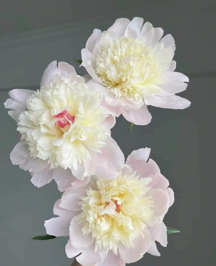 Mẫu đơn trứng mua về không nở: Áp dụng ngay cách này, đảm bảo hoa nở rộ, ngập sắc và hương chỉ sau 1 đêm- Ảnh 4.