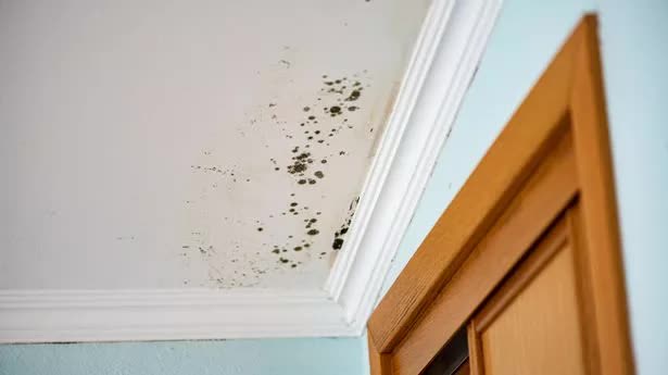 1mold-infested-ceiling-in-a-bedroom-dangerous-and-health-damaging-1711944048872-1711944049146527518662-1712017525524-17120175257072058303627.jpg
