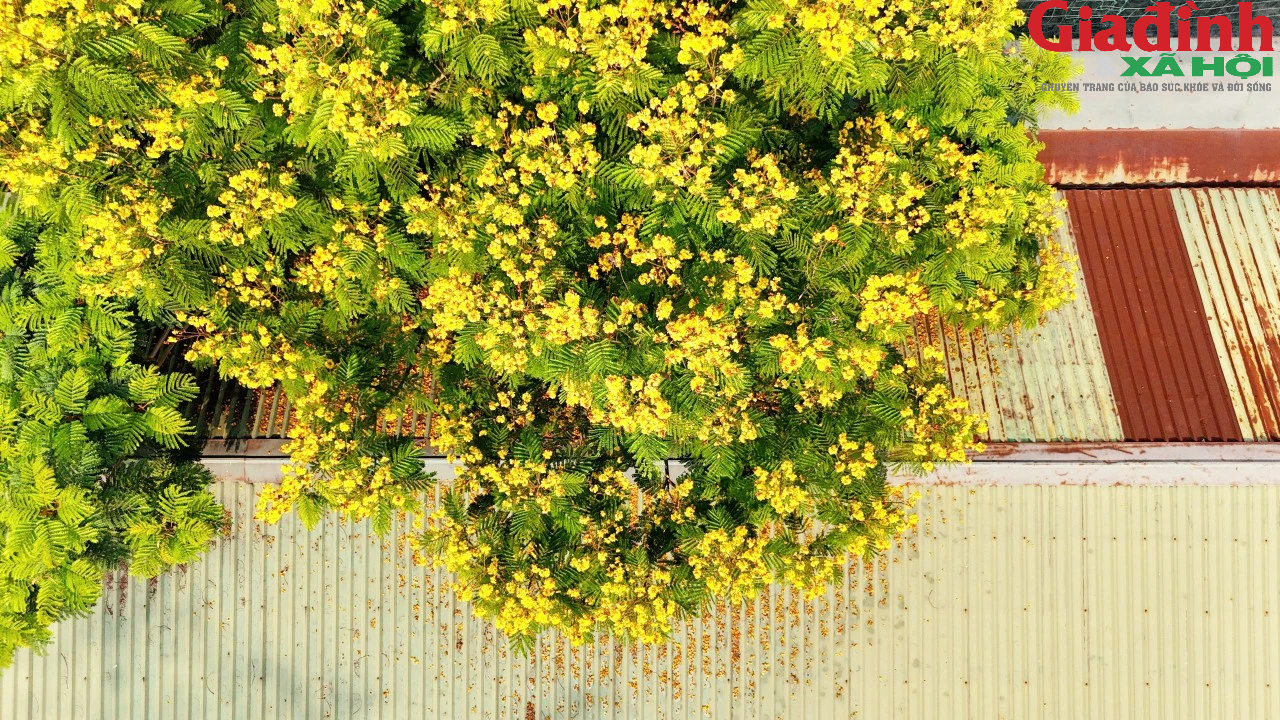 Mê mẩn sắc hoa điệp vàng khoe sắc khắp phố phường xứ Huế - Ảnh 5.