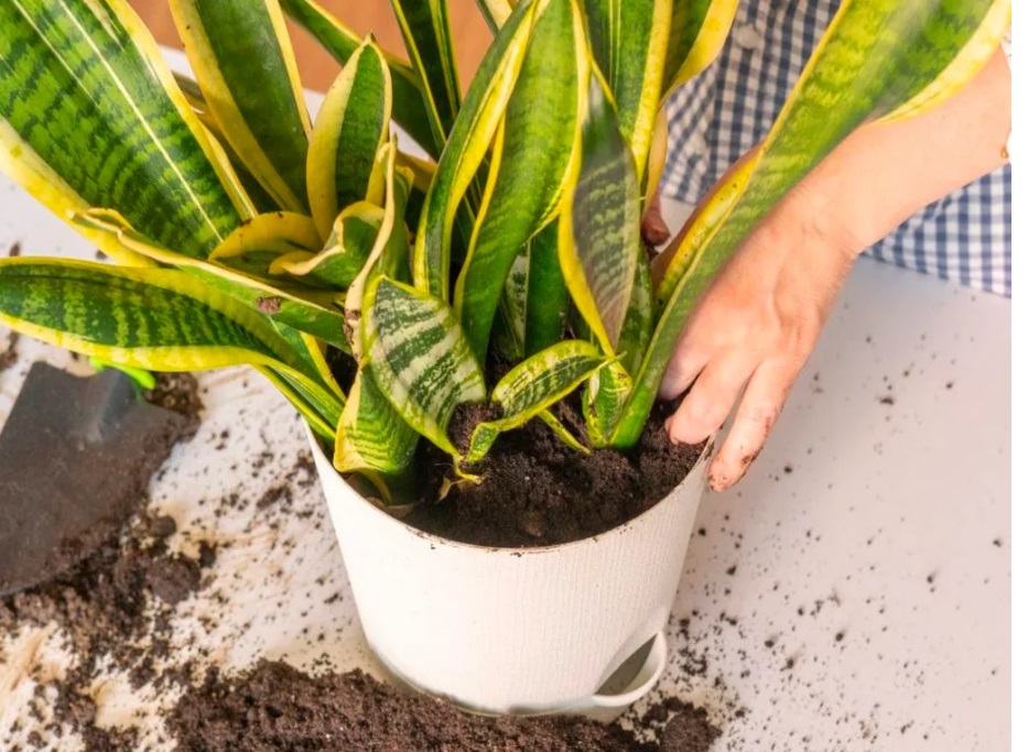 3 loại cây cảnh trồng ban công dễ chăm sóc, dù bạn không có ‘mát tay’ chăm cây - Ảnh 4. 3 loại cây cảnh trồng ban công dễ chăm sóc, dù bạn không có ‘mát tay’ chăm cây - Ảnh 4.