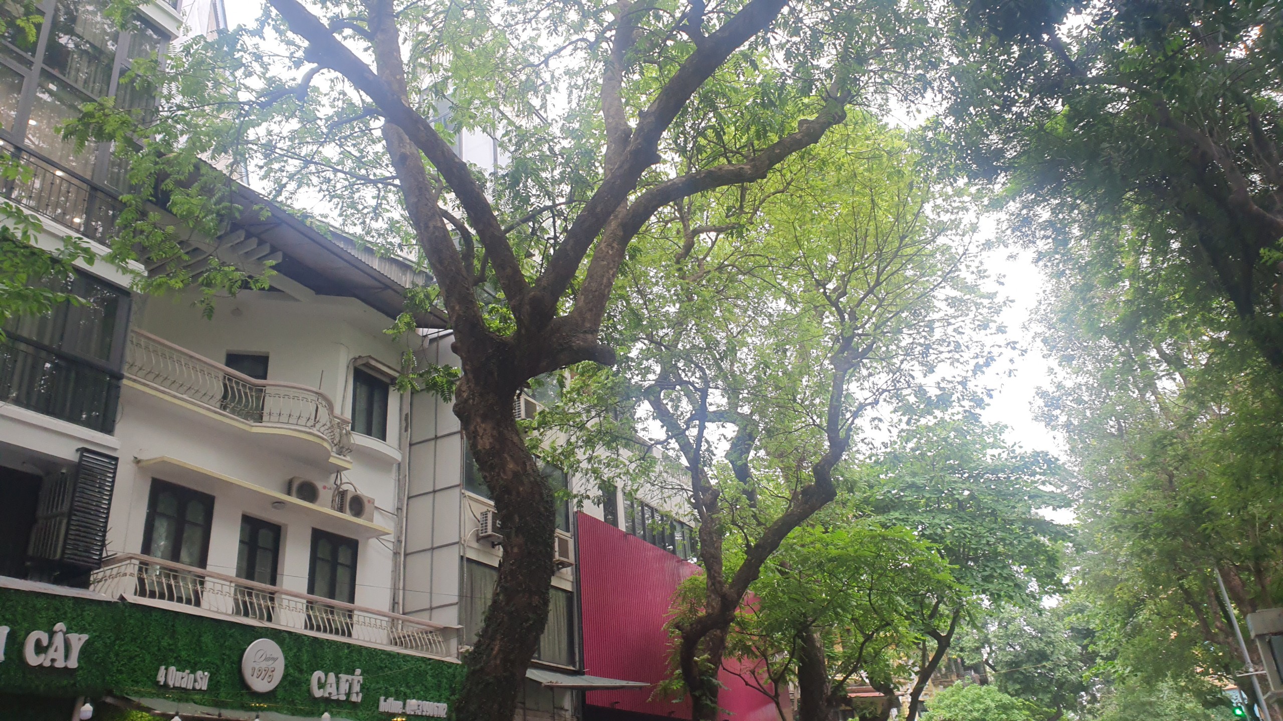 Nhiều cây xanh trên các tuyến phố ở Hà Nội tiềm ẩn nguy cơ đổ, gãy nếu xảy ra mưa dông- Ảnh 17.