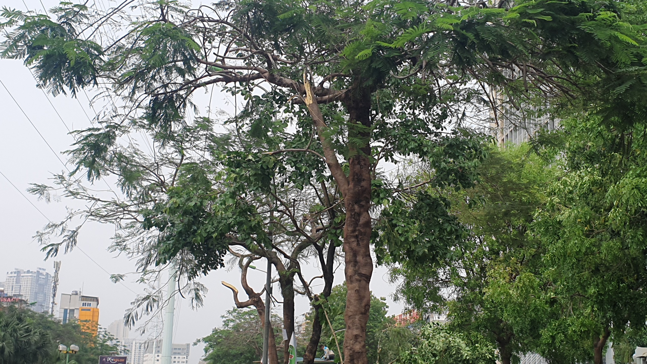 Nhiều cây xanh trên các tuyến phố ở Hà Nội tiềm ẩn nguy cơ đổ, gãy nếu xảy ra mưa dông- Ảnh 9.