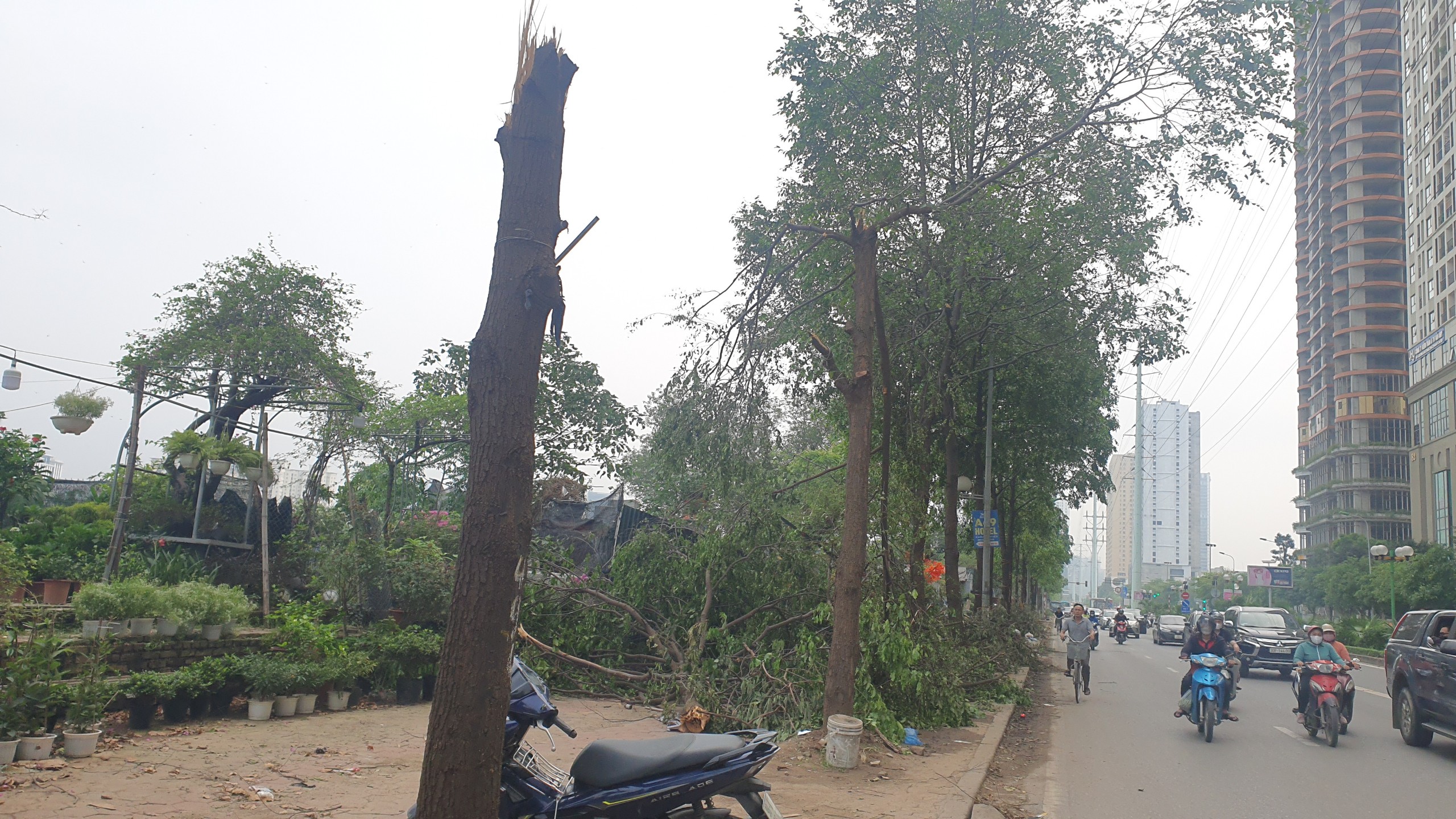 Nhiều cây xanh trên các tuyến phố ở Hà Nội tiềm ẩn nguy cơ đổ, gãy nếu xảy ra mưa dông- Ảnh 13.