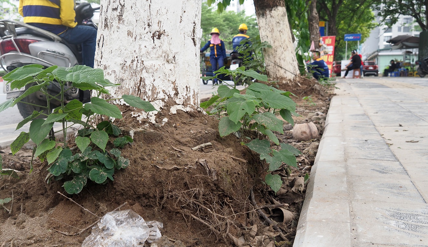 Nhiều cây xanh trên các tuyến phố ở Hà Nội tiềm ẩn nguy cơ đổ, gãy nếu xảy ra mưa dông- Ảnh 8.