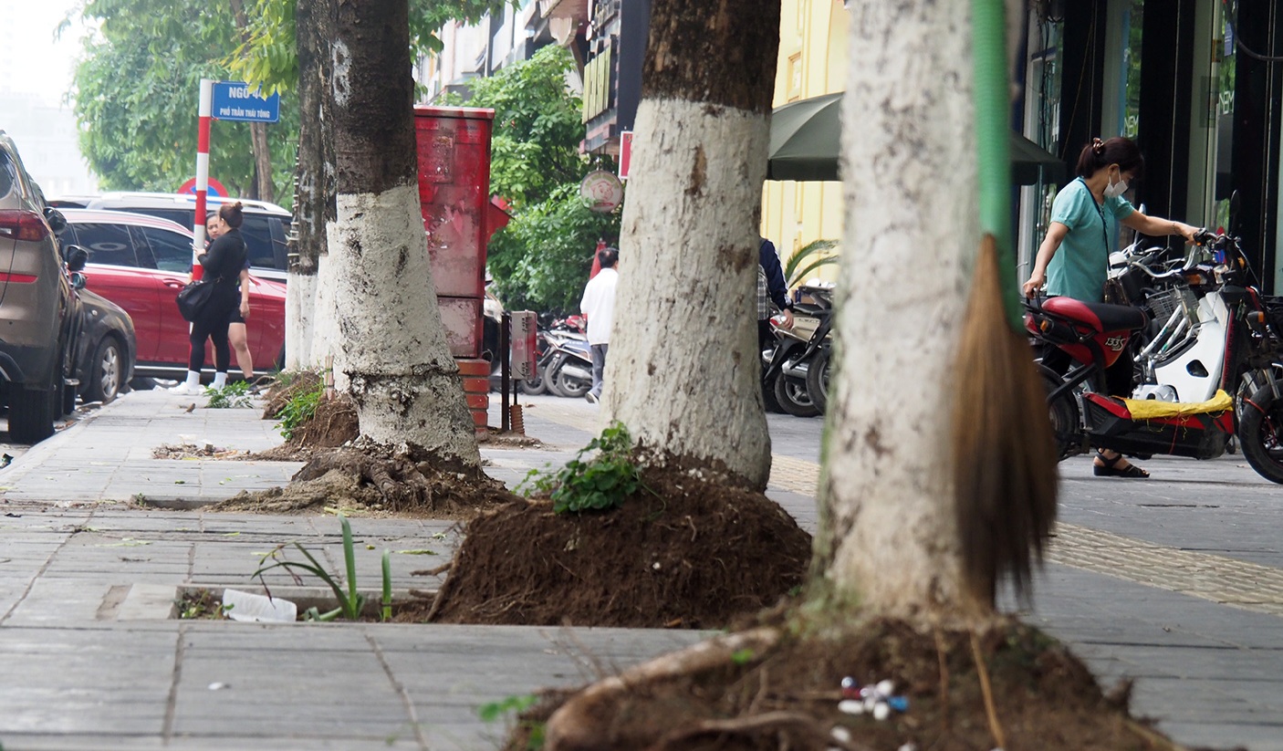 Nhiều cây xanh trên các tuyến phố ở Hà Nội tiềm ẩn nguy cơ đổ, gãy nếu xảy ra mưa dông- Ảnh 7.