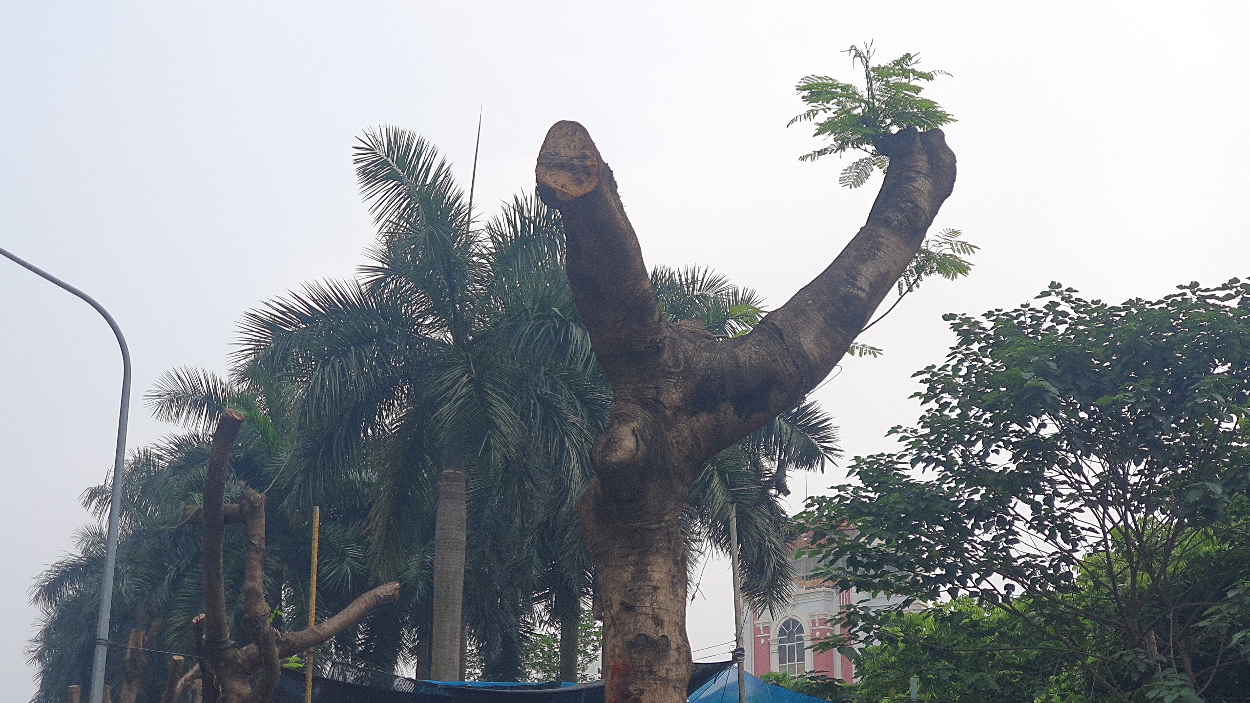 Loạt cây xanh lâu năm ở Hà Nội 'mất ngọn', trơ trụi để triển khai dự án- Ảnh 23.