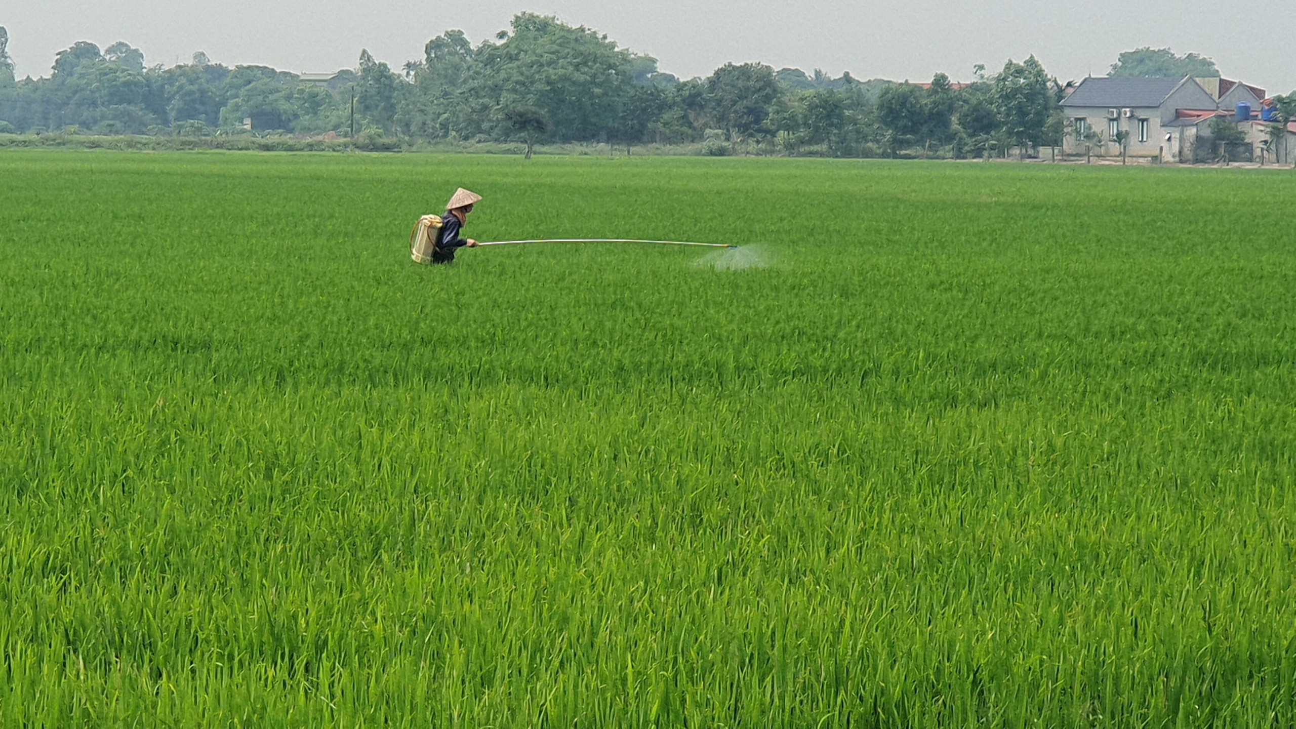 Nam Định: 'Ám ảnh' vỏ thuốc bảo vệ thực vật vứt tràn lan bờ ruộng, kênh mương- Ảnh 17.