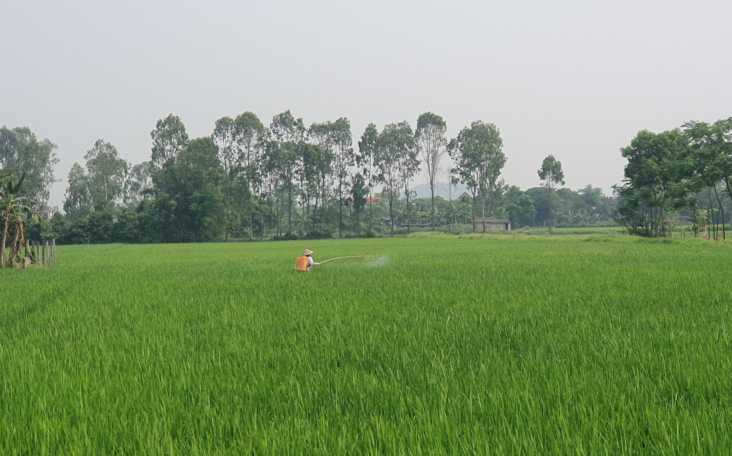 Nam Định: 'Ám ảnh' vỏ thuốc bảo vệ thực vật vứt tràn lan bờ ruộng, kênh mương- Ảnh 18.