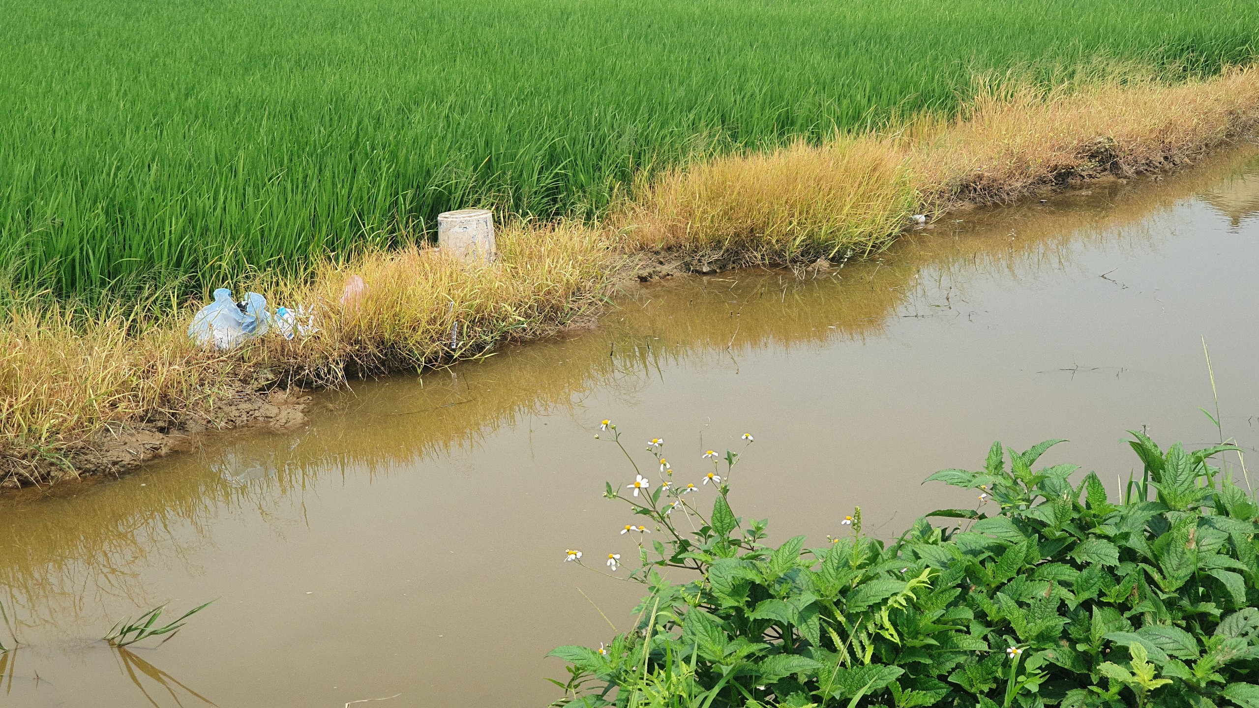 Nam Định: 'Ám ảnh' vỏ thuốc bảo vệ thực vật vứt tràn lan bờ ruộng, kênh mương- Ảnh 15.