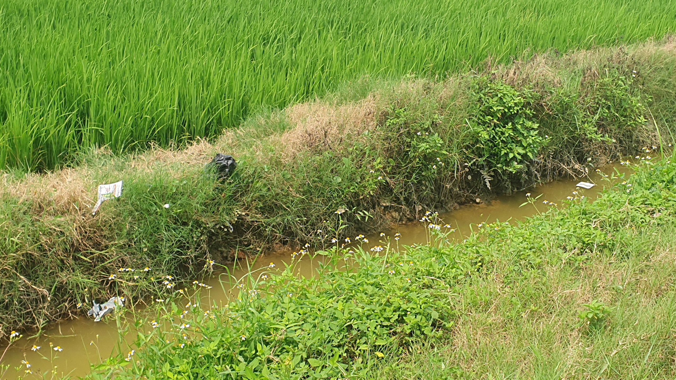 Nam Định: 'Ám ảnh' vỏ thuốc bảo vệ thực vật vứt tràn lan bờ ruộng, kênh mương- Ảnh 10.