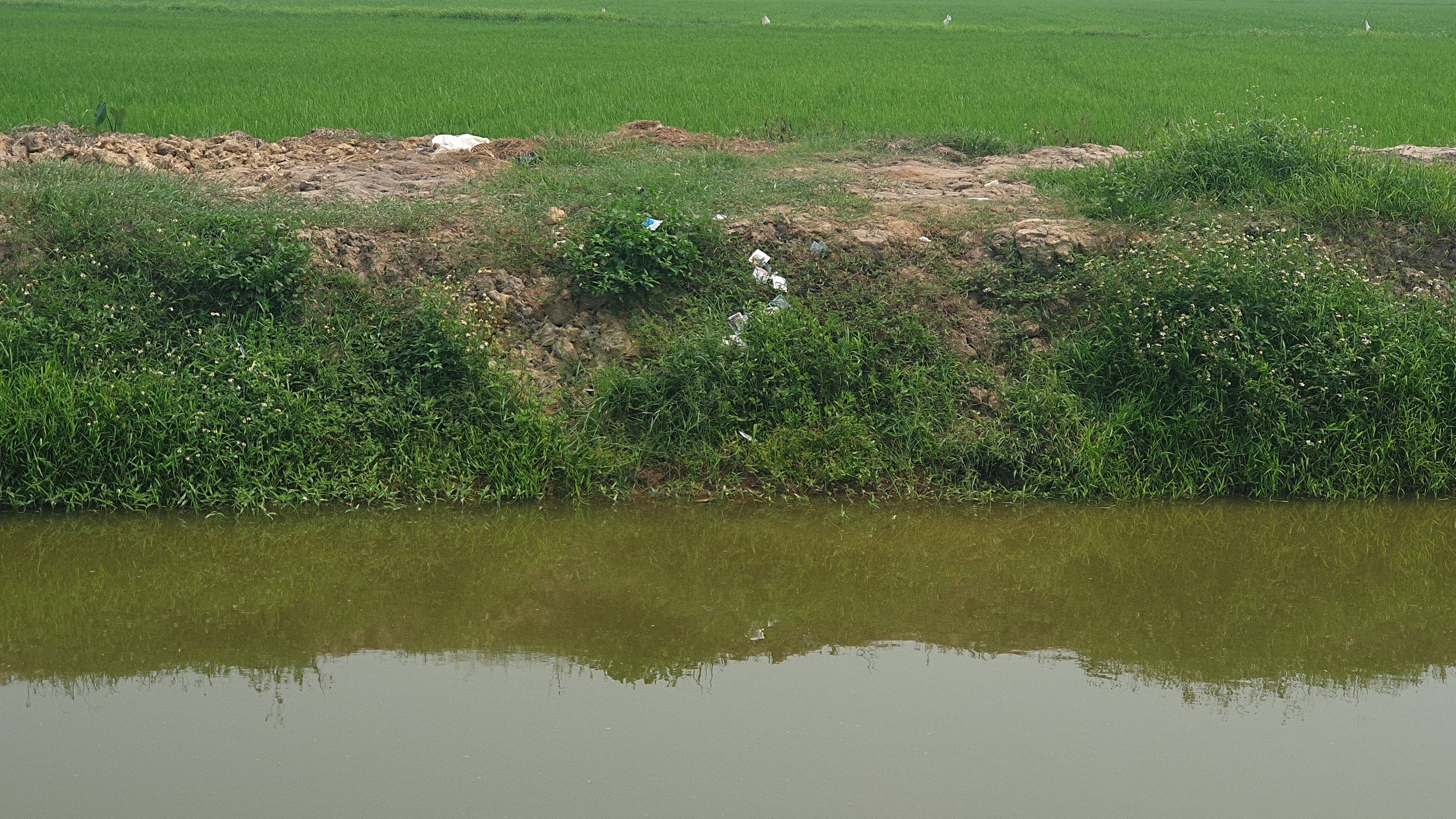 Nam Định: 'Ám ảnh' vỏ thuốc bảo vệ thực vật vứt tràn lan bờ ruộng, kênh mương- Ảnh 12.