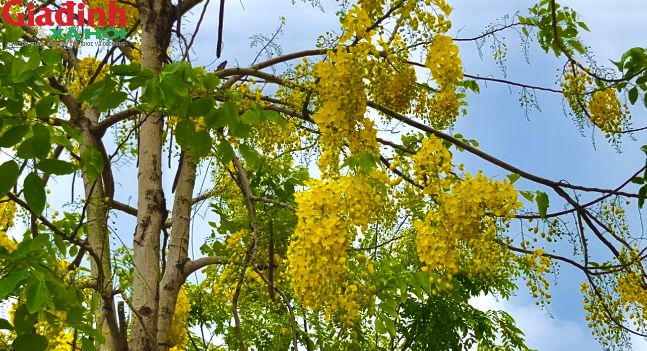 Hoa muồng hoàng yến là loài hoa mang ý nghĩa biểu trưng cho tinh thần đoàn kết, yêu thương, sự đùm bọc và che chở lẫn nhau.