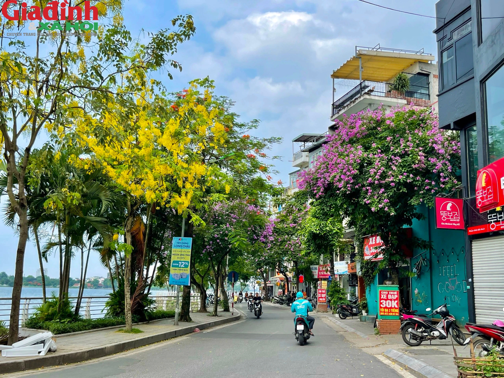 Cùng với bằng lăng tím, hoa phượng đỏ, muồng hoàng yến đã trở thành một đặc sản của Hà Nội mỗi khi hè về.