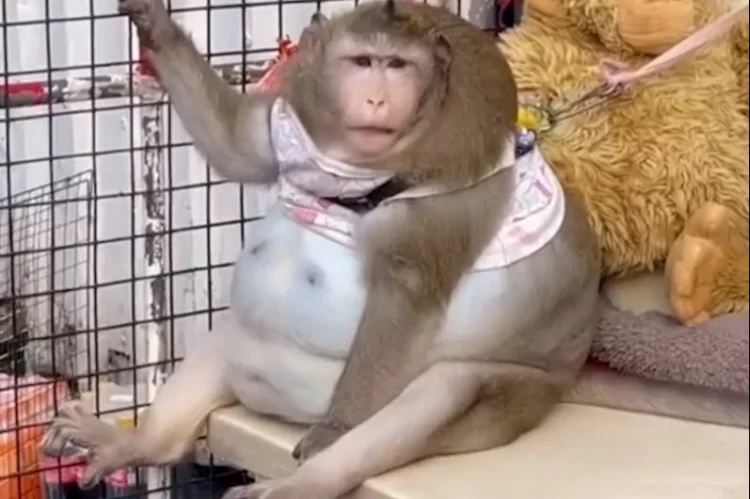 Chú khỉ béo nhất Thái Lan qua đời vì căn bệnh liên quan đến béo phì - Ảnh 1.