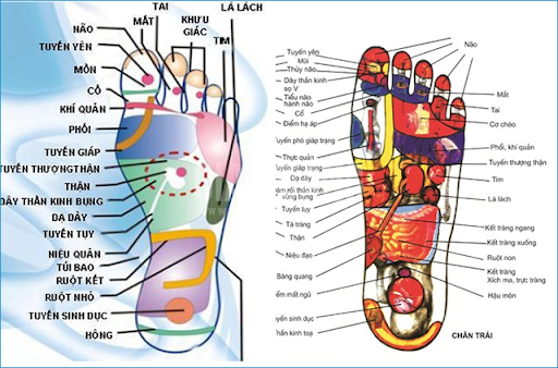 Huyệt bàn chân liên quan mật thiết đến sức khỏe bạn