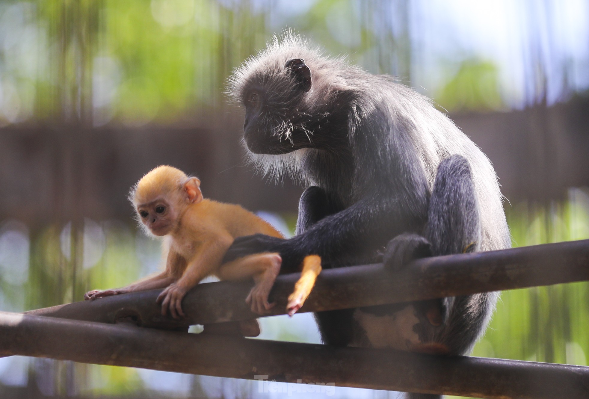 Chú khỉ con ở Thảo Cầm Viên có gì đặc biệt mà gây 'sốt' mạng xã hội? - Ảnh 4.