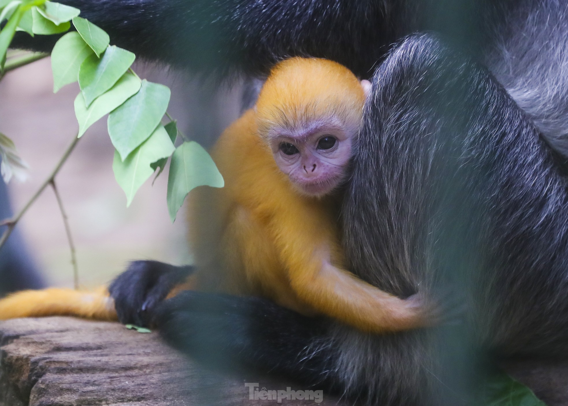 Chú khỉ con ở Thảo Cầm Viên có gì đặc biệt mà gây 'sốt' mạng xã hội? - Ảnh 1.