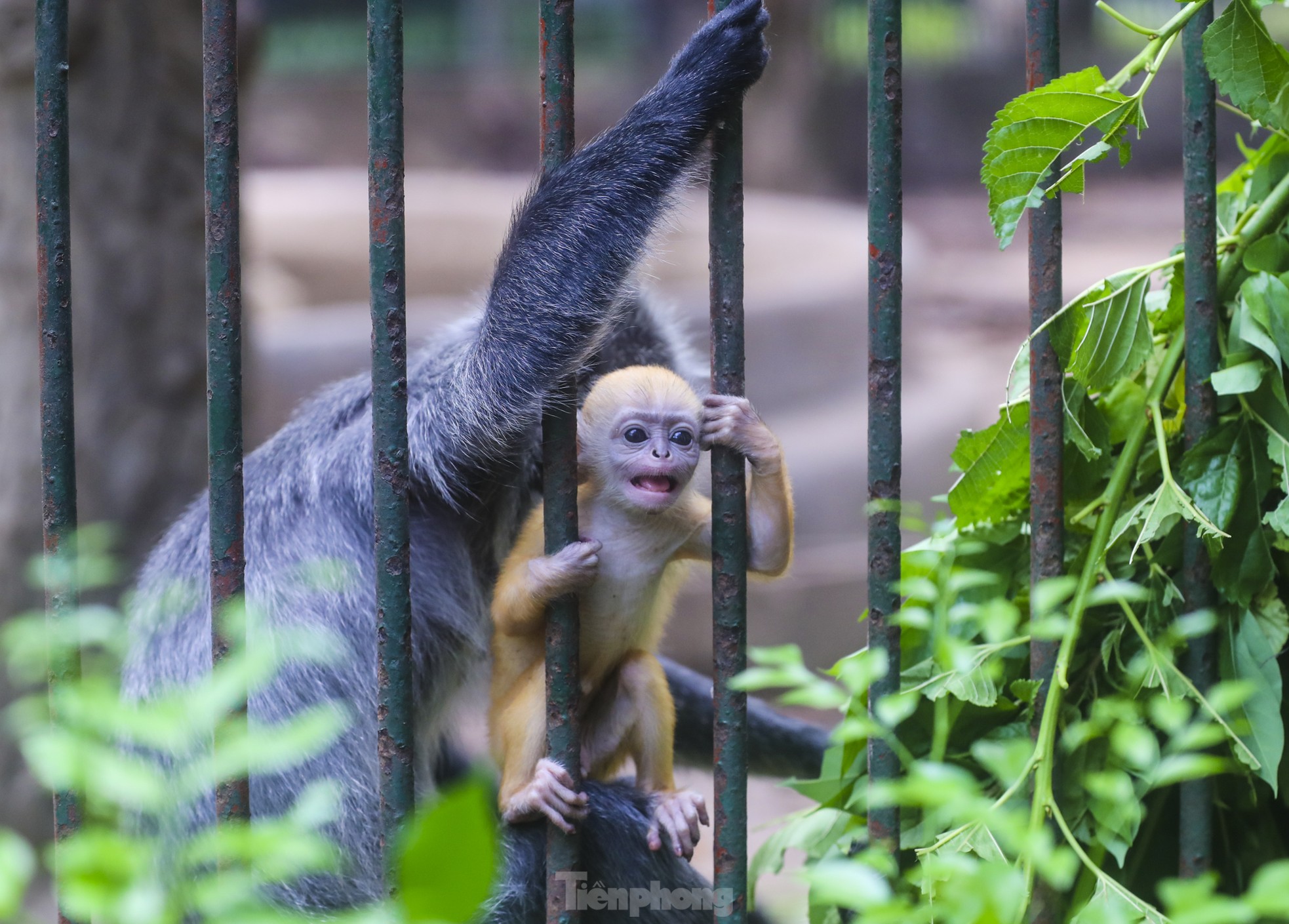 Chú khỉ con ở Thảo Cầm Viên có gì đặc biệt mà gây 'sốt' mạng xã hội? - Ảnh 11.
