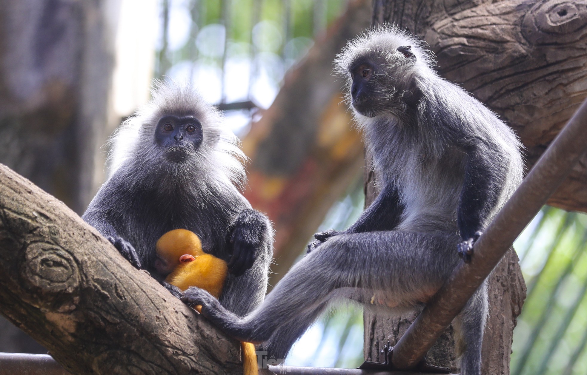 Chú khỉ con ở Thảo Cầm Viên có gì đặc biệt mà gây 'sốt' mạng xã hội? - Ảnh 8.