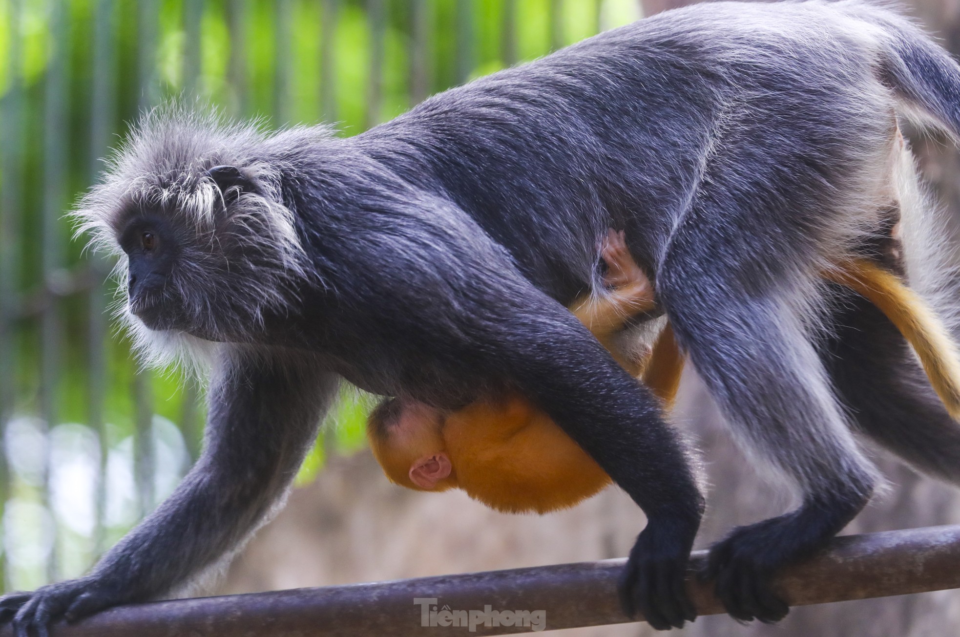 Chú khỉ con ở Thảo Cầm Viên có gì đặc biệt mà gây 'sốt' mạng xã hội? - Ảnh 6.
