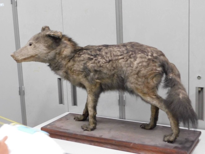 Trưng bày mẫu vật mới về loài sói Nhật Bản đã tuyệt chủng - Ảnh 1.
