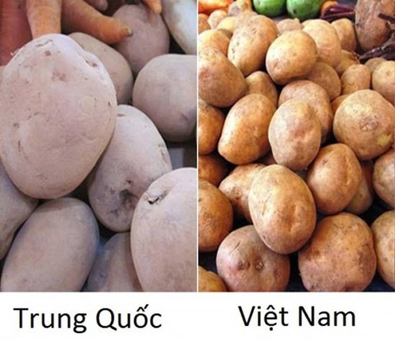 18 loại rau củ với cách phân biệt nguồn gốc từ Trung Quốc hay Việt Nam- Ảnh 8.