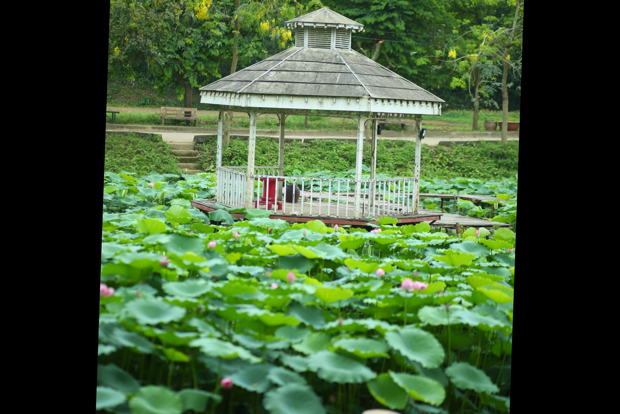 Sen hồ Tây nở rộ, dịch vụ chụp ảnh, trang điểm và thuê trang phục lại rộn ràng- Ảnh 3.