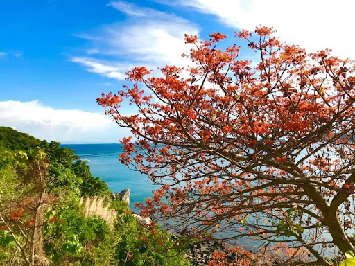 Cây Ngô đồng đẹp, tốt cho phong thủy, làm bánh ngon… nhưng đây mới là lý do chính để nó không có mặt trong nhà - Ảnh 3.